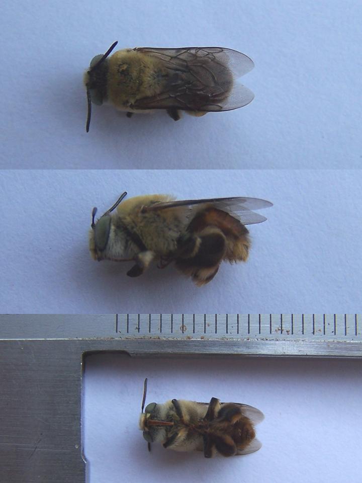 FIGURE 12 FIGURE 12